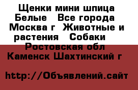 Щенки мини шпица Белые - Все города, Москва г. Животные и растения » Собаки   . Ростовская обл.,Каменск-Шахтинский г.